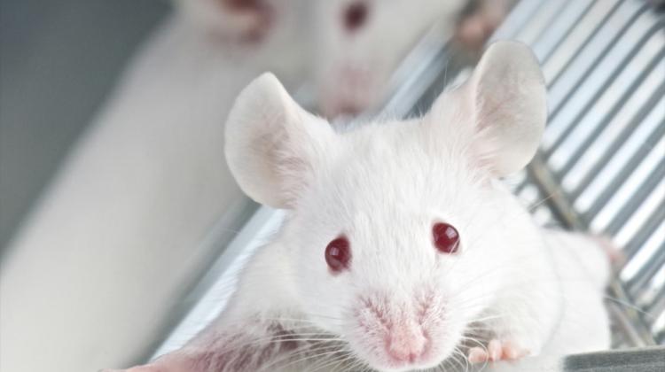 Уникальные мыши помогут ученым понять скорость развития рака