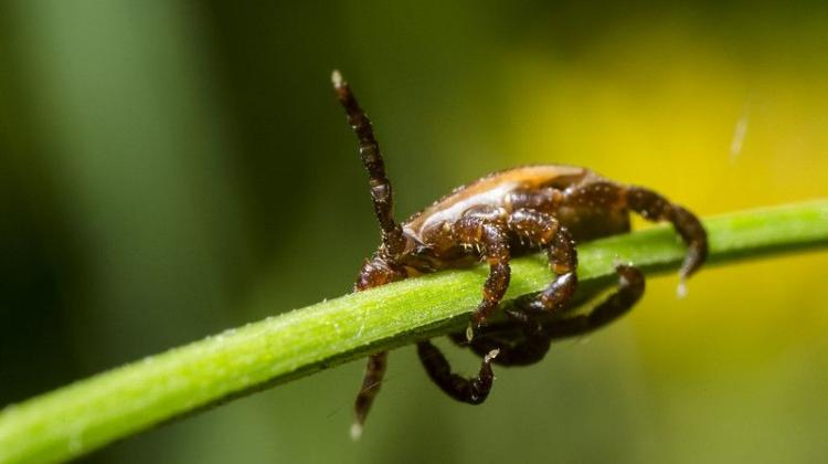 В городах также есть клещи, которые являются переносчиками болезней.