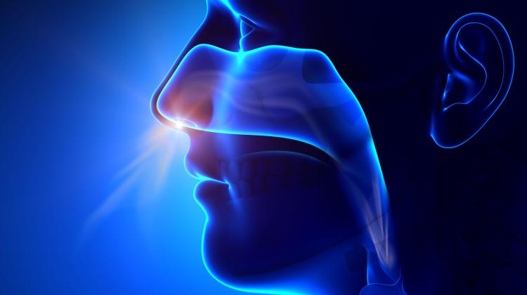 Эксперт: дыхание через нос защищает нас от болезнетворных микроорганизмов и делает легкие более гибкими