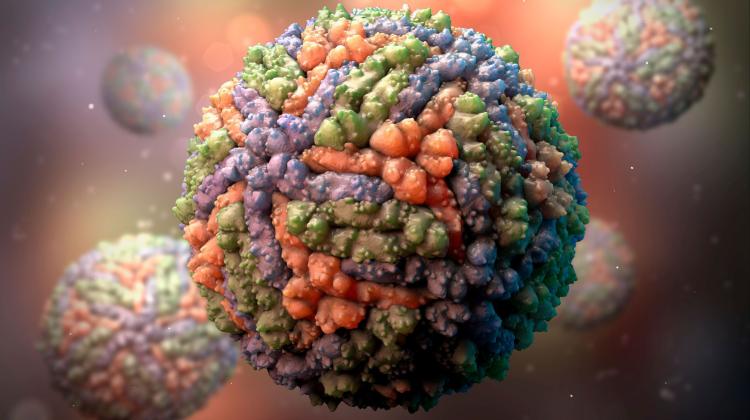 Польские ученые разработали прототип вакцины против вируса Зика