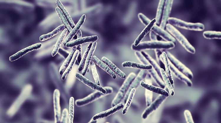 Эксперты: Польша успешно борется с туберкулезом