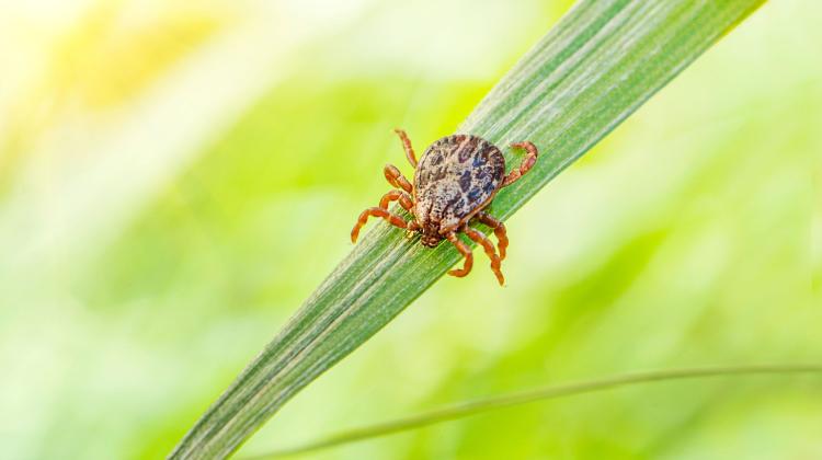 Эксперты: клещи опасны круглый год