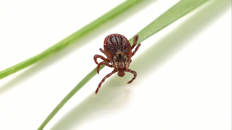 Ученые из Познани провели исследование болезни Лайма у детей